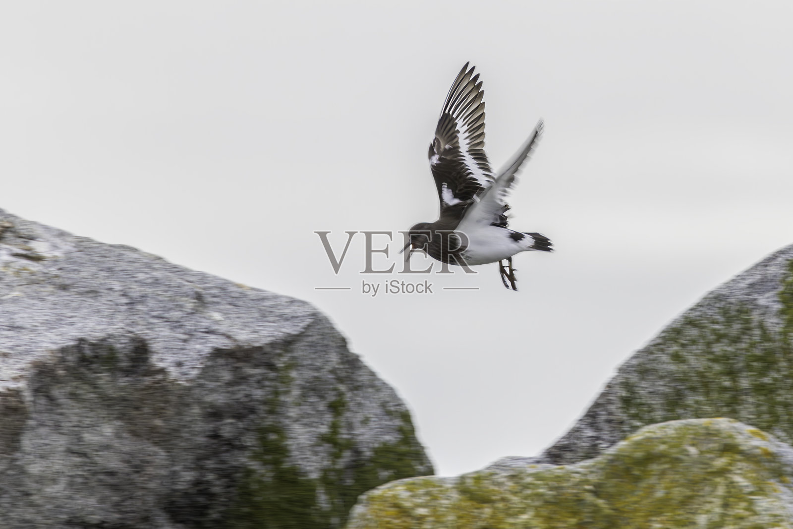 黑石鹬飞翔，白色的石头，不列颠哥伦比亚省照片摄影图片