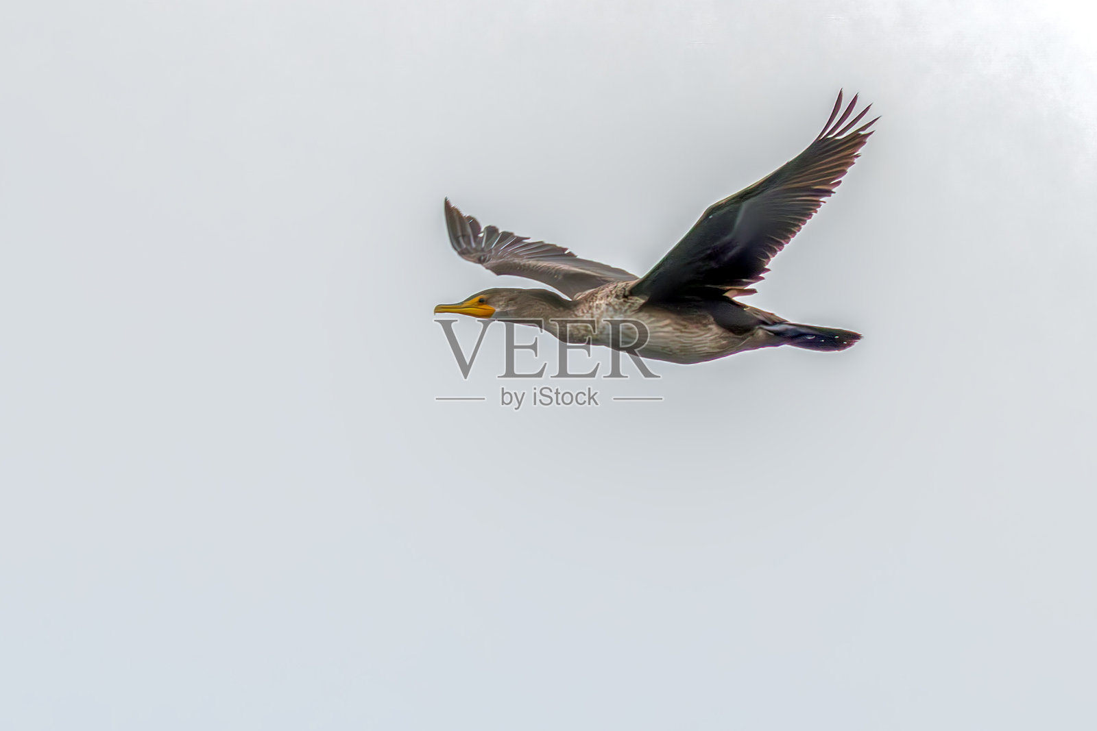 双冠鸊鷉，加拿大不列颠哥伦比亚省照片摄影图片