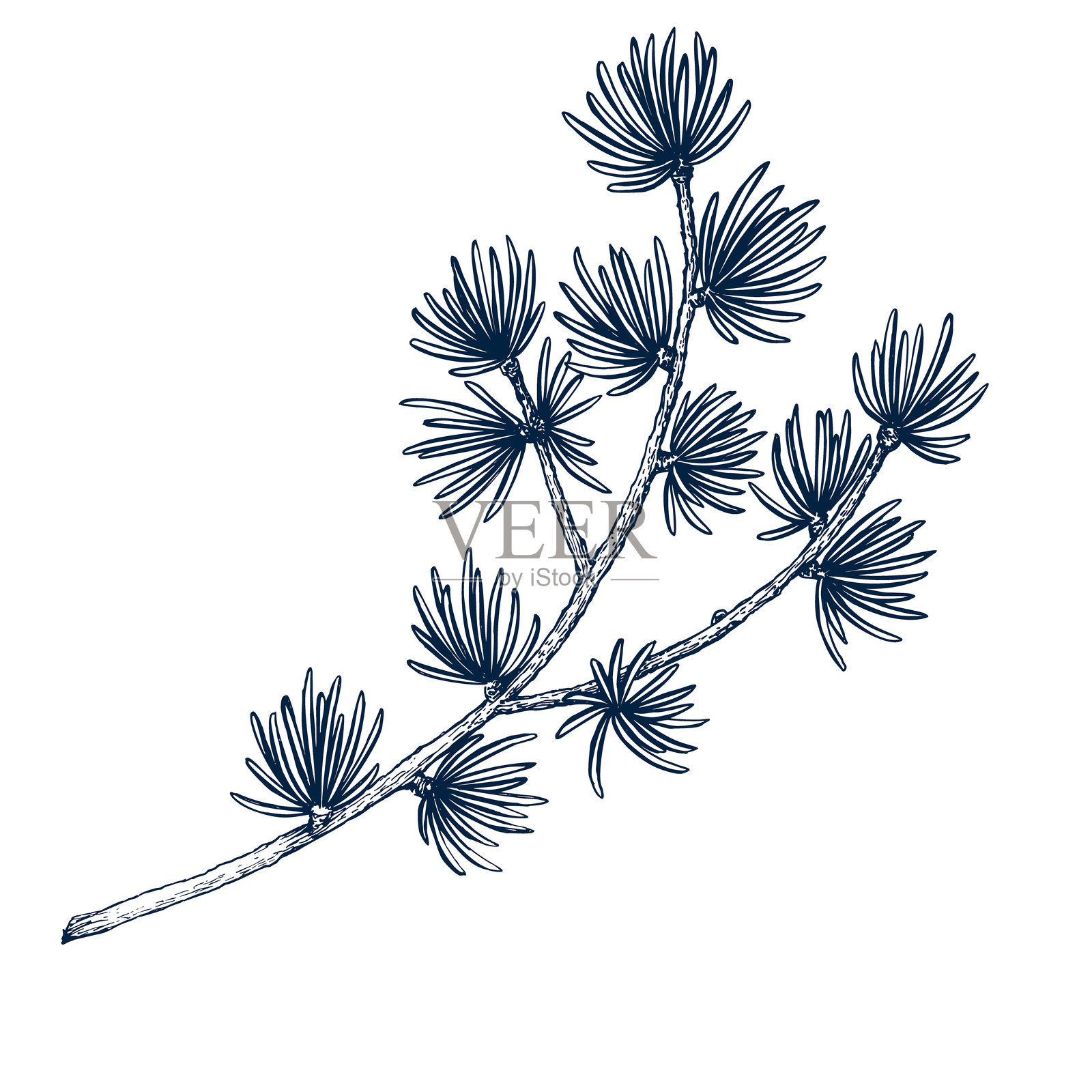 松树花环带松果。植物手绘，孤立的矢量图。松枝草图模板，用于卡片设计、圣诞邀请函、海报、派对、节日装饰。雕刻风格横幅插画图片素材