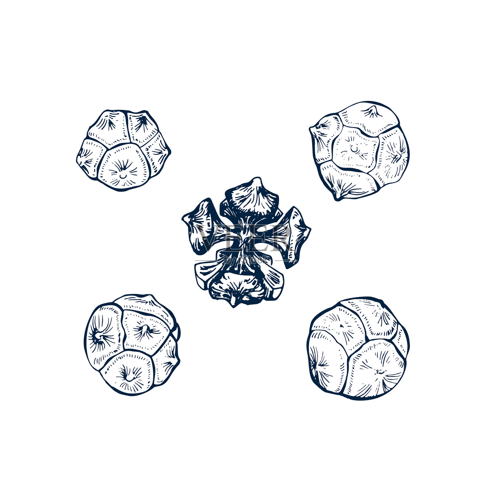 柏树球果套装。植物手绘，孤立的矢量插图。柏树球果草图模板，用于卡片设计、圣诞邀请函、海报、节日装饰。雕刻风格系列。插画图片素材