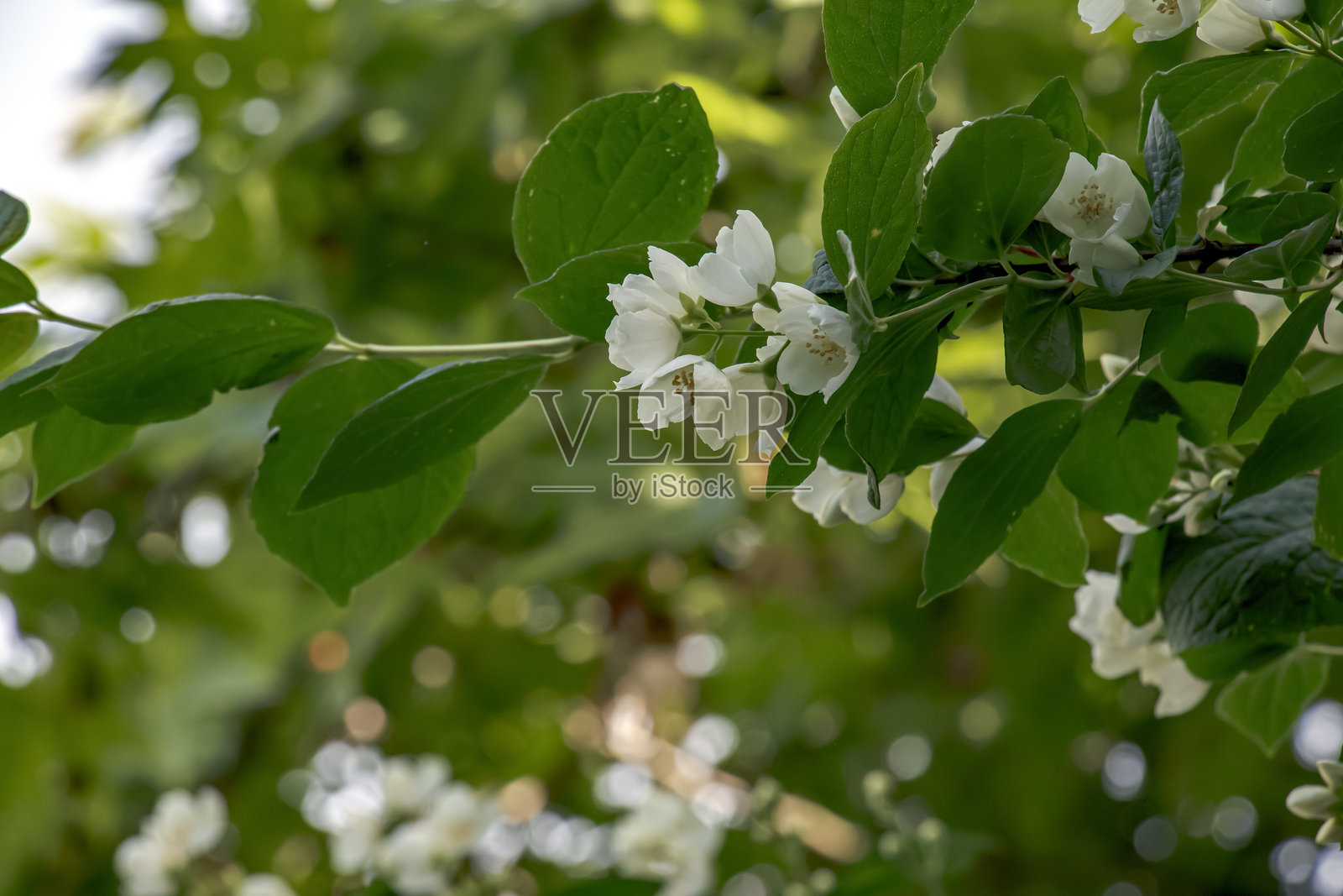盛夏开花的观赏灌木‘雪球’（Philadelphus snowbelle）的白色花朵特写。背景模糊，焦点清晰。照片摄影图片