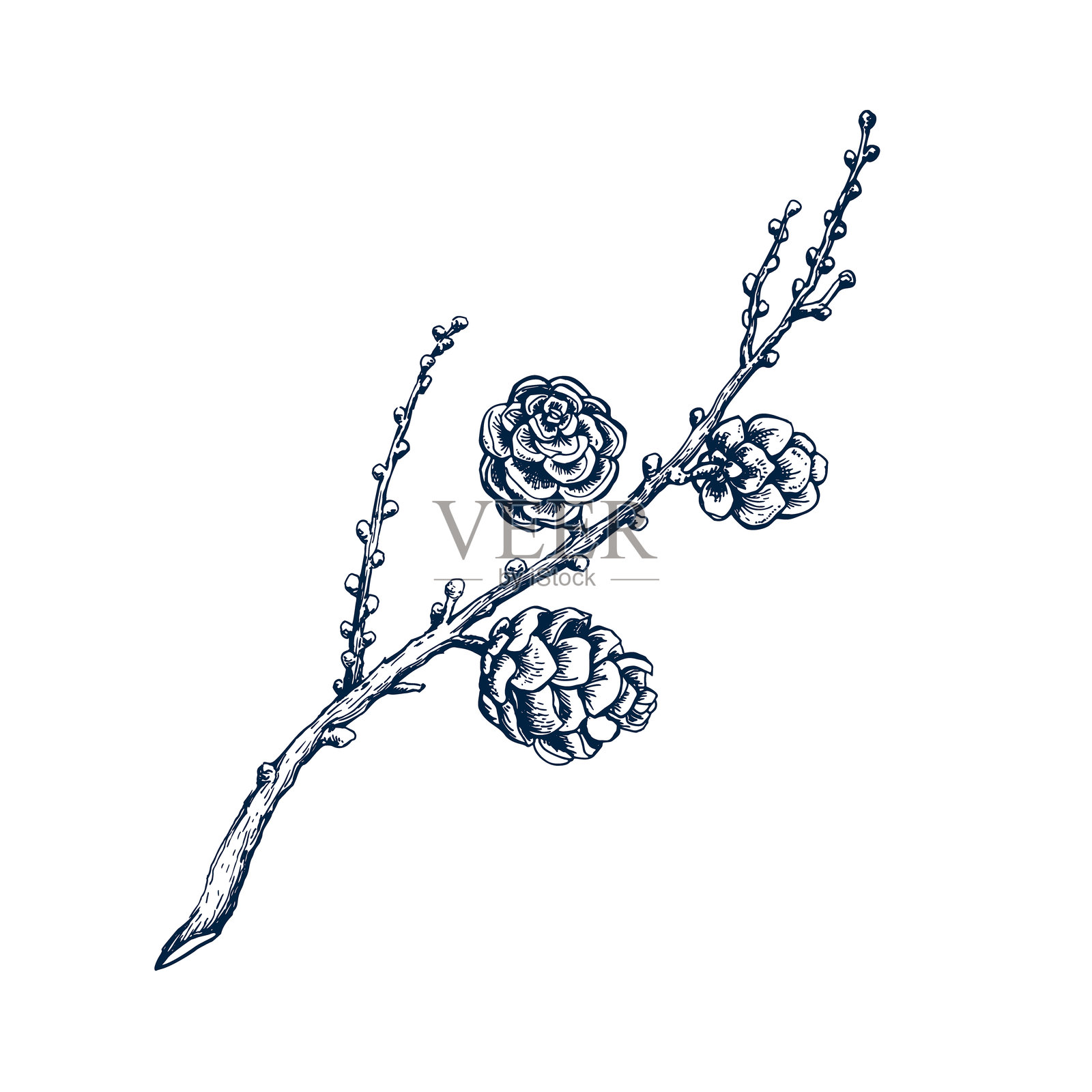 无叶落叶松花环和松果。植物手绘，独立矢量图。落叶松枝素描模板，用于卡片设计、圣诞邀请函、海报、节日装饰。雕刻风格插画图片素材