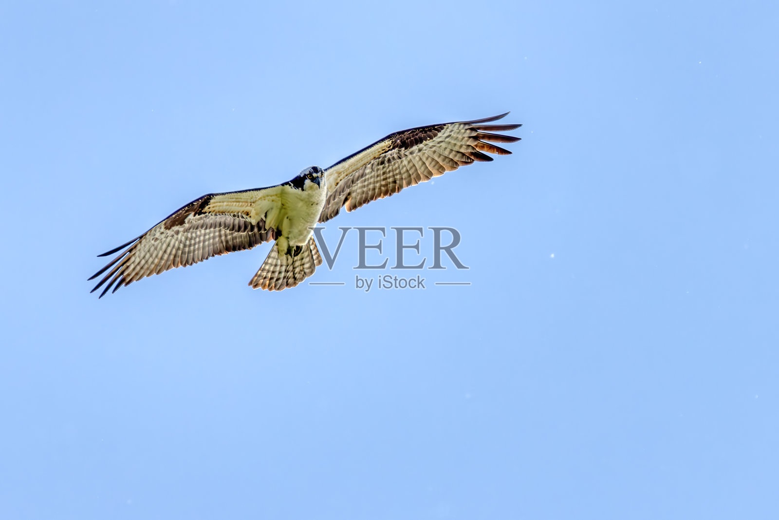 加拿大BC省皮特湖上的鱼鹰在天空中飞翔照片摄影图片