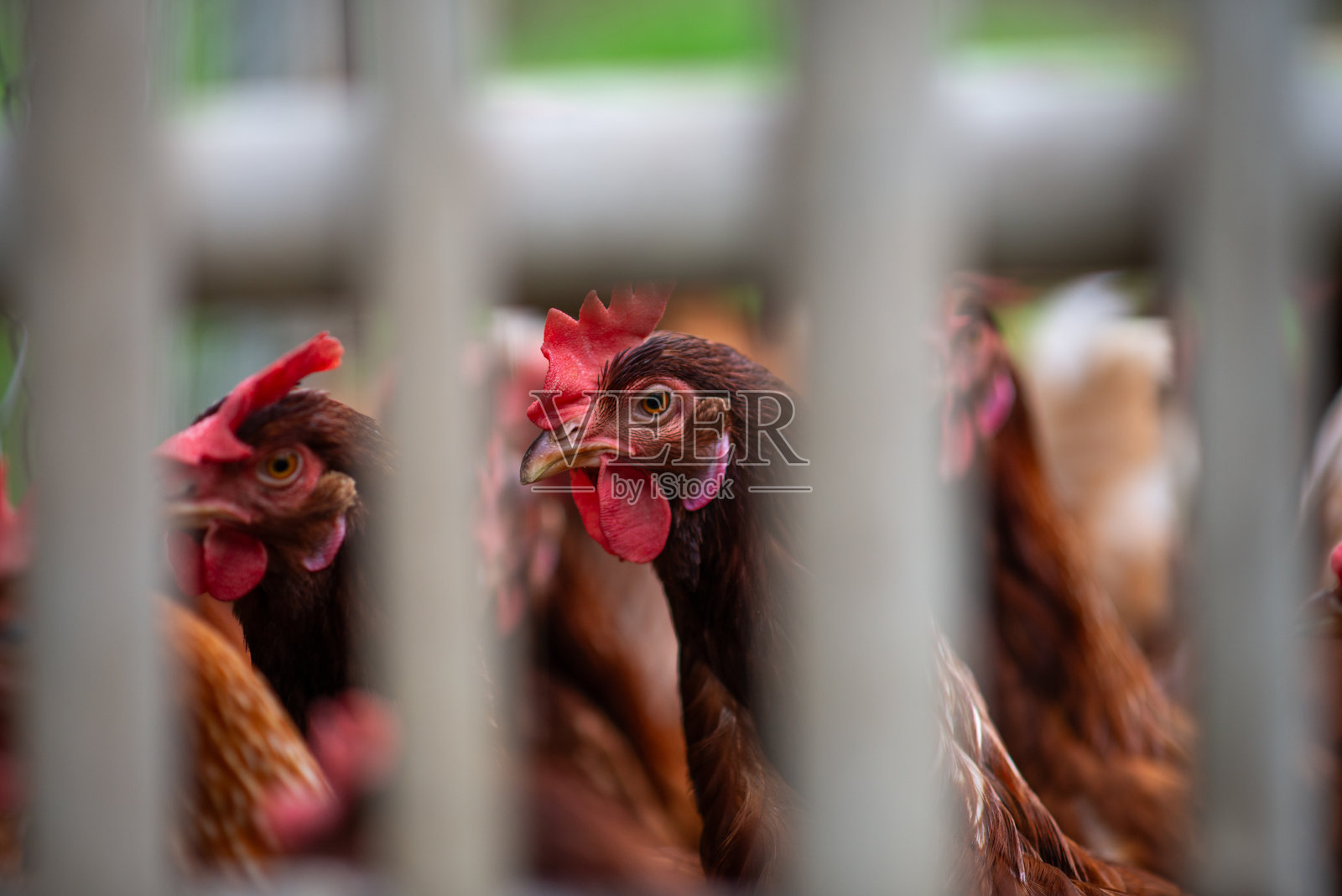 一家自然养殖的养鸡场。照片摄影图片