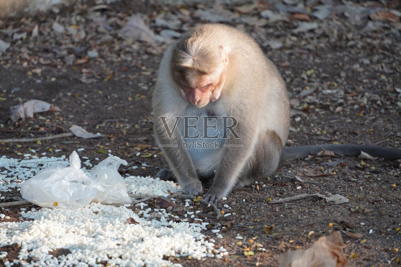猕猴在翻找被丢弃的塑料袋里的食物照片摄影图片