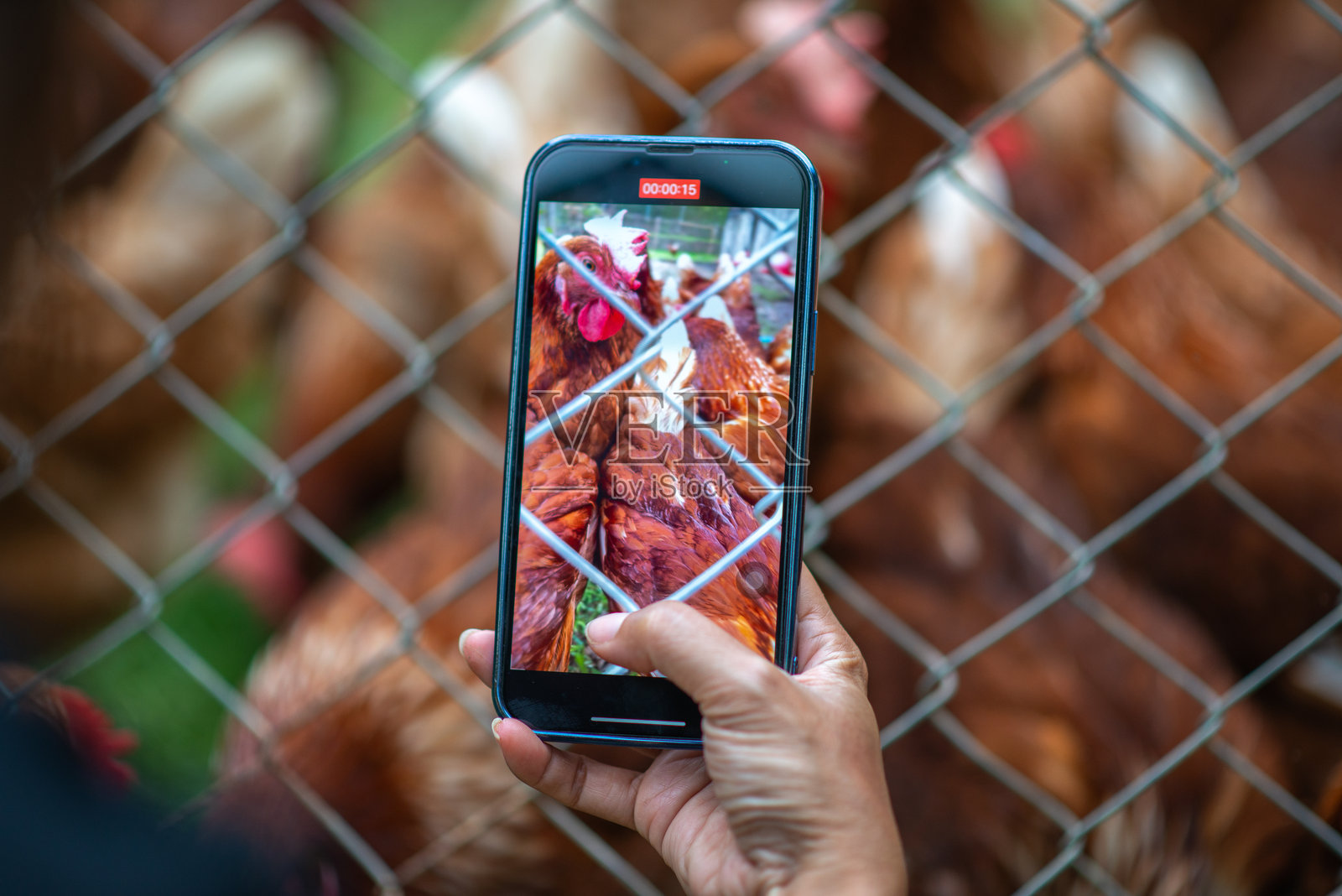 一家自然放养鸡的农场照片摄影图片