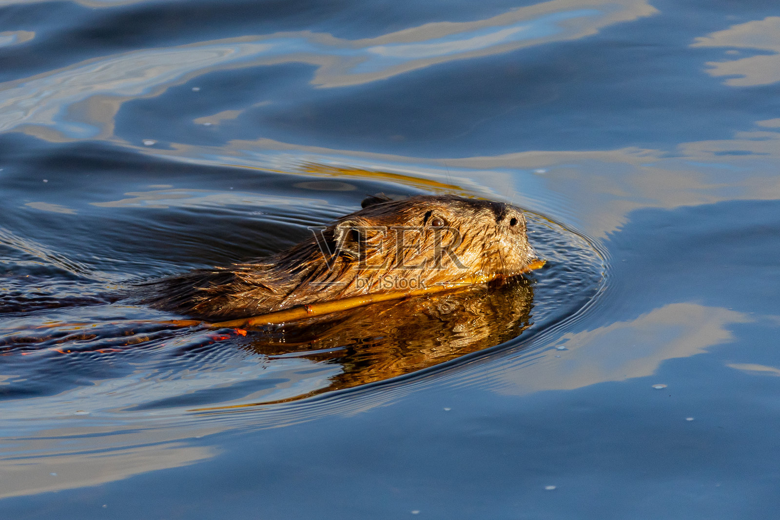 一只海狸在美国阿拉斯加的偏远地区池塘里劳作照片摄影图片