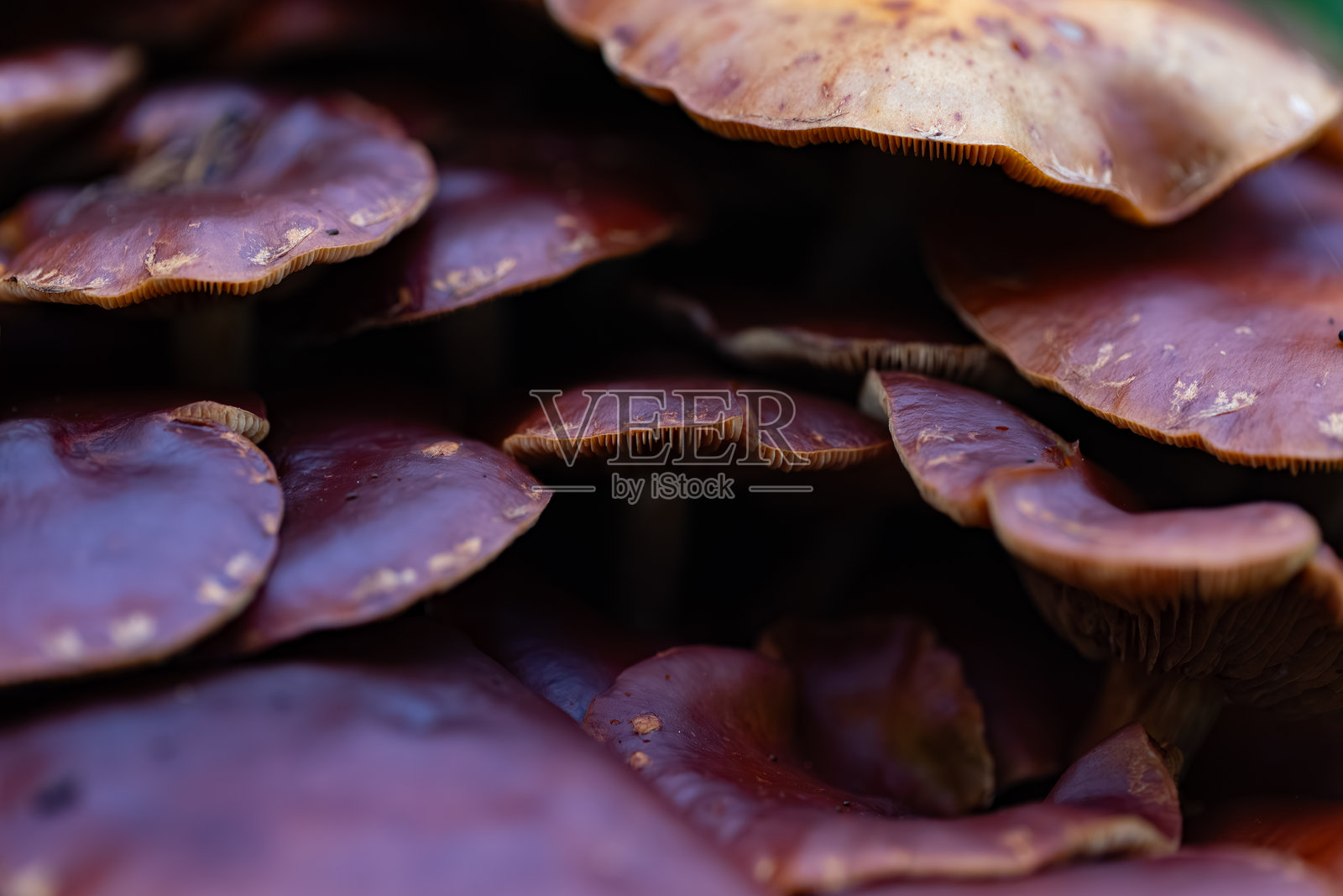 阿拉斯加州野生蘑菇生长景象照片摄影图片