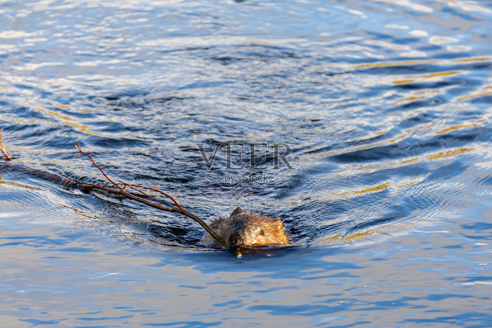 一只海狸在美国阿拉斯加的偏远地区池塘里工作照片摄影图片
