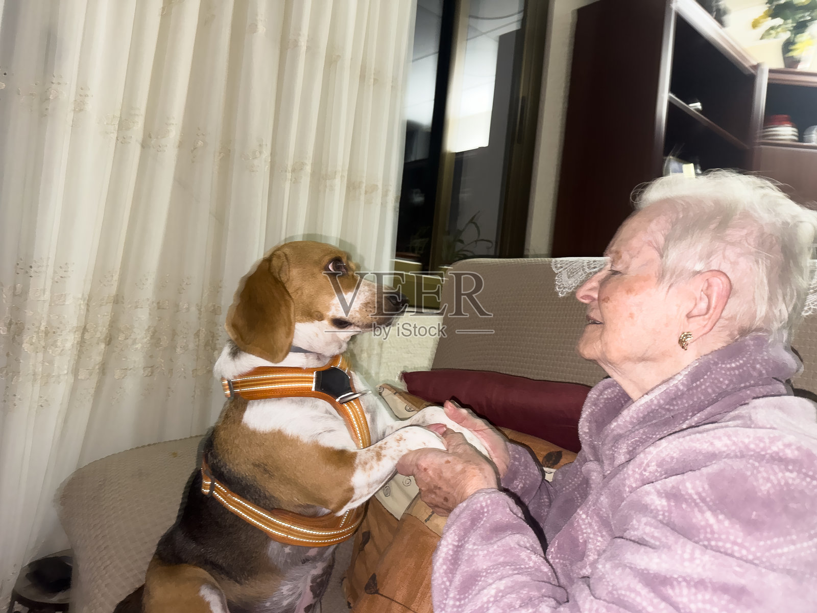 狗狗握着老妇人的手，展现陪伴之情照片摄影图片