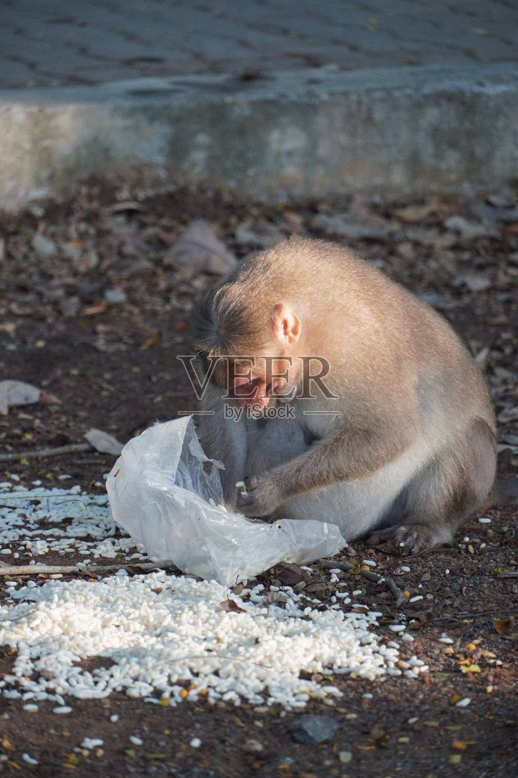 猕猴正在翻找被丢弃的塑料袋里的食物。照片摄影图片