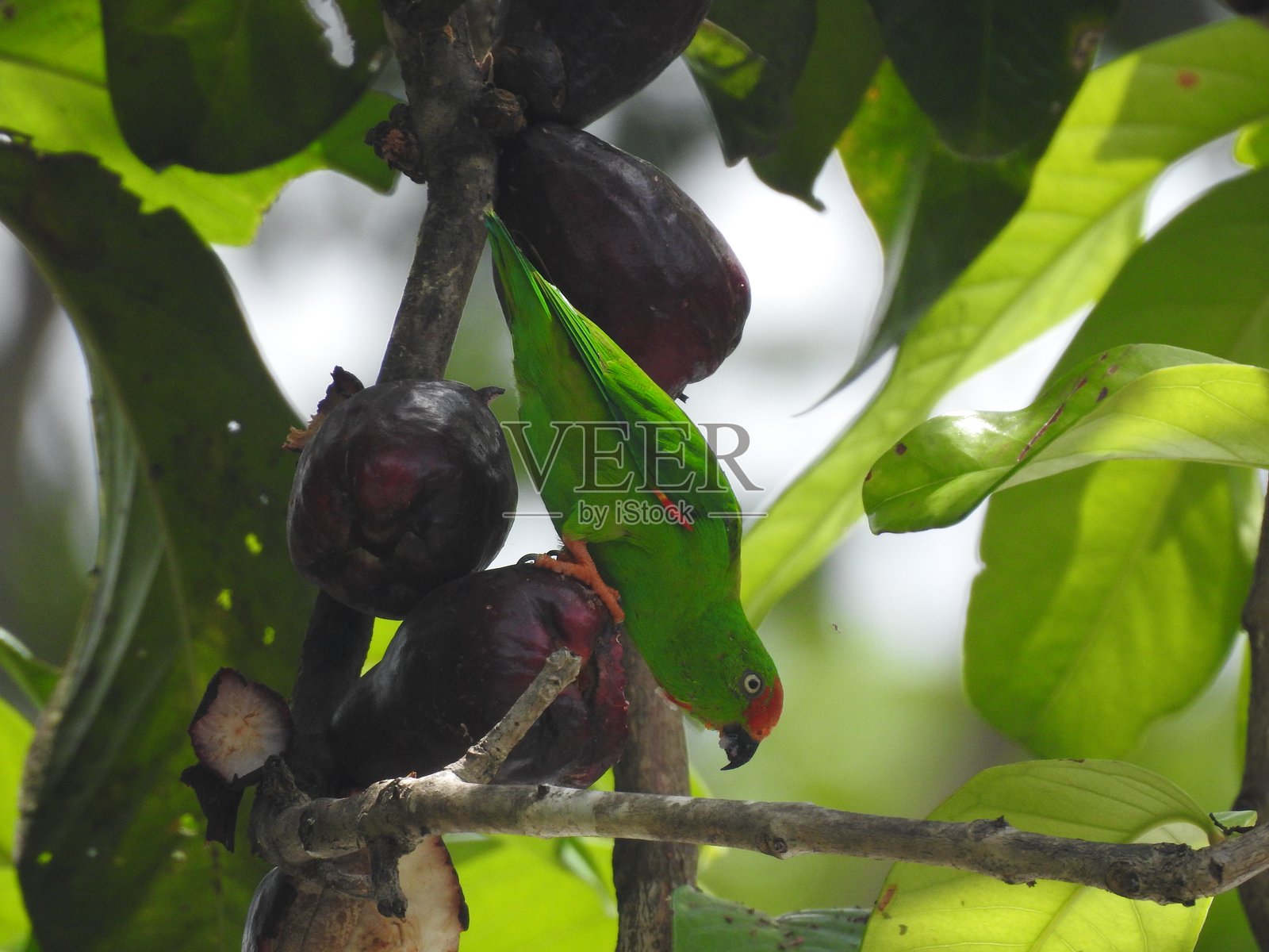 苏拉威西鹦鹉照片摄影图片