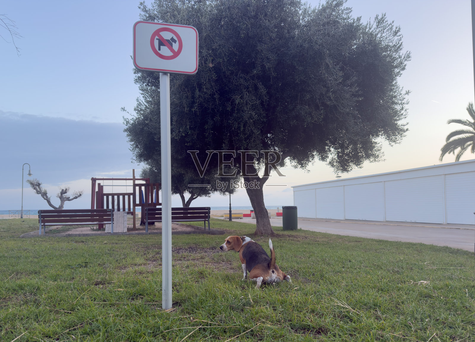 不许养狗标志下排泄的米格鲁犬，表现出挑衅照片摄影图片