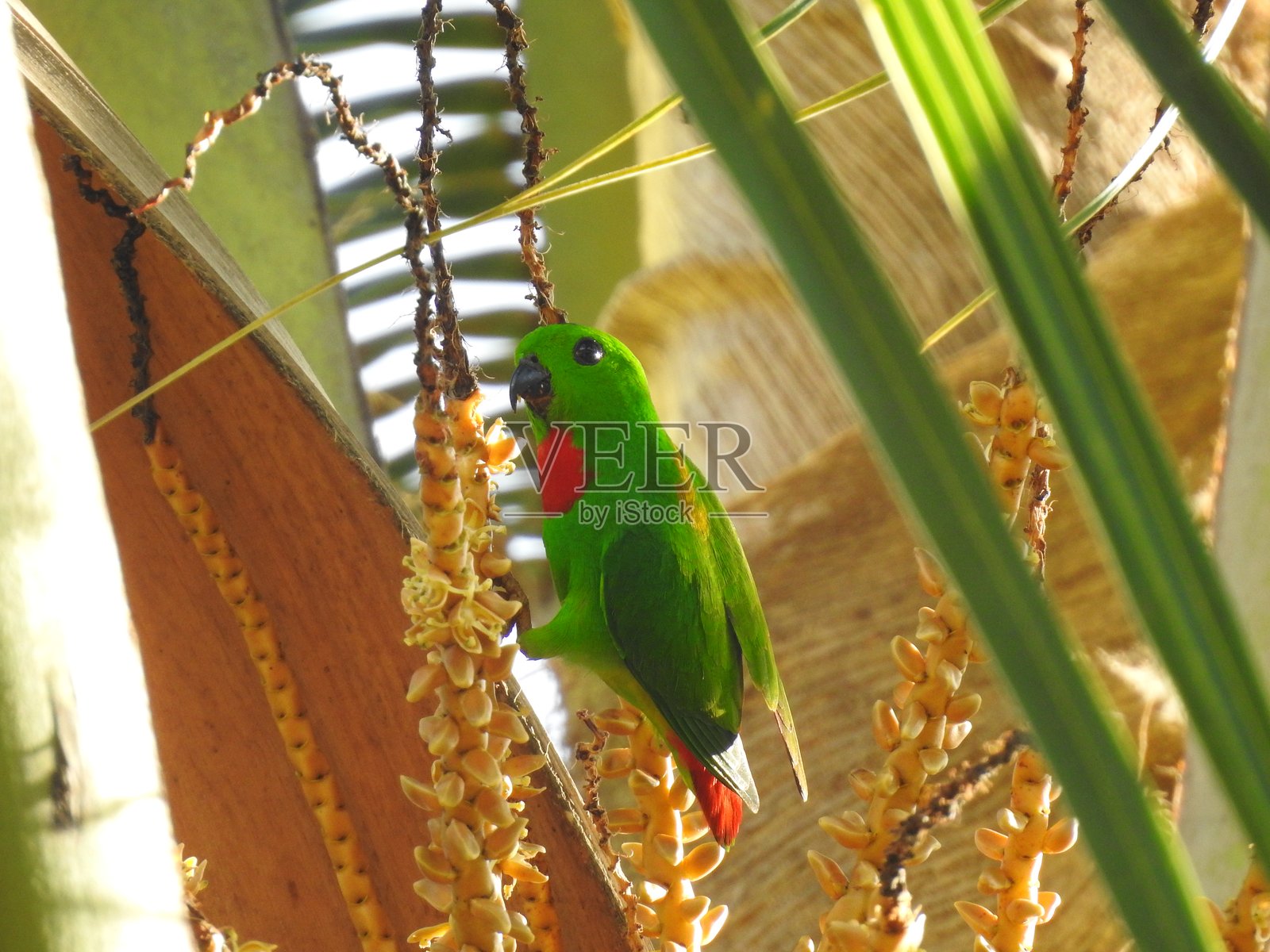 蓝冠鹦鹉照片摄影图片