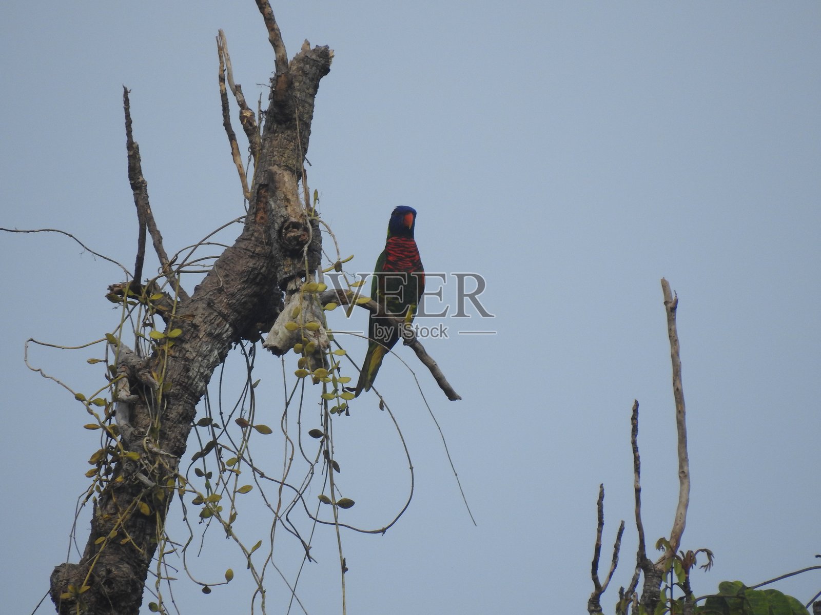 椰子吸蜜鹦鹉照片摄影图片