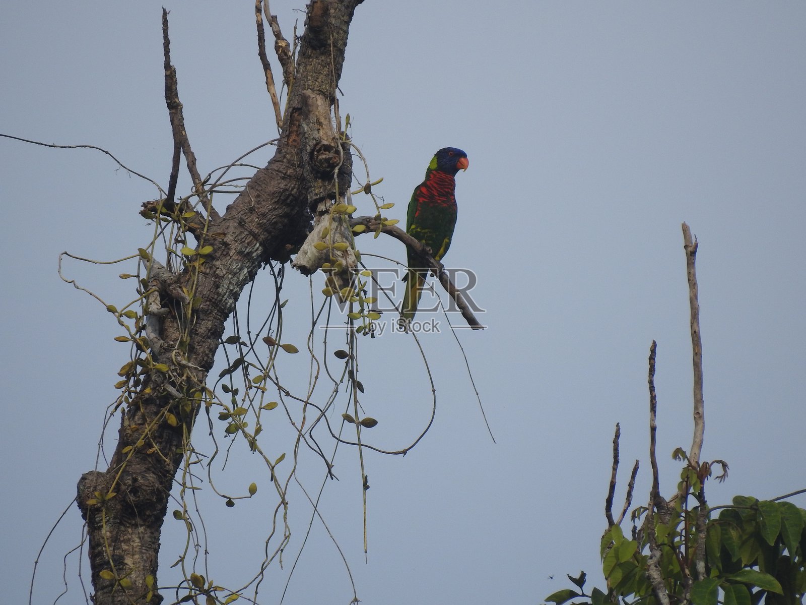 红喙鹦鹉照片摄影图片