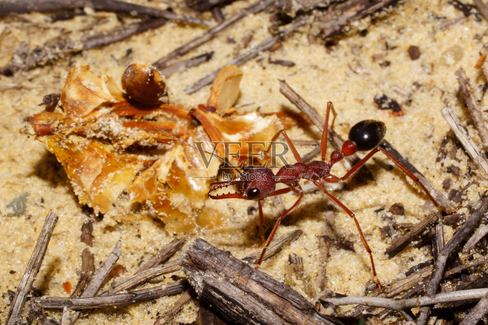 澳大利亚西南部的牛蚁（Myrmecia analis）在其自然栖息地照片摄影图片