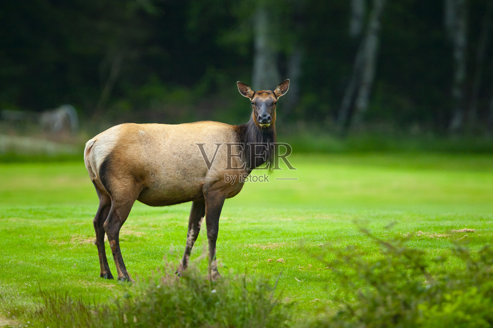 加拿大温哥华岛花园草坪上觅食的罗斯福麋鹿（Cervus canadensis roosevelti）照片摄影图片