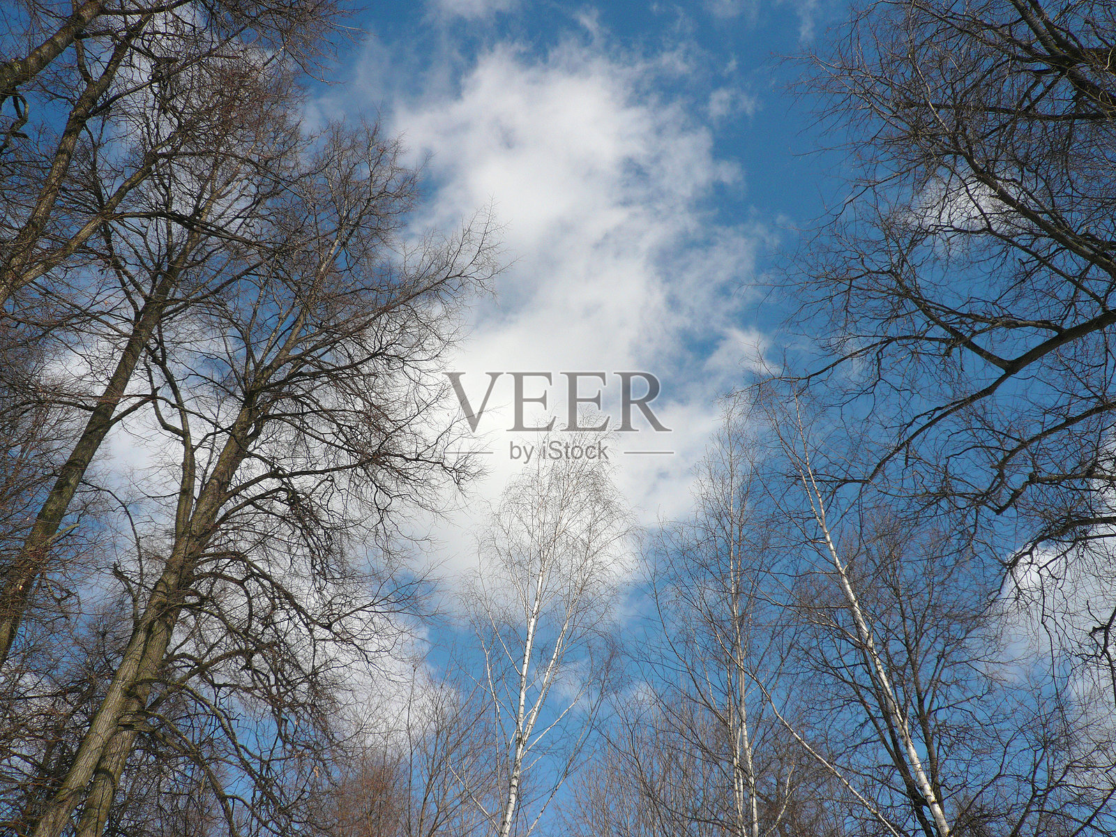 蓝天下的树林照片摄影图片