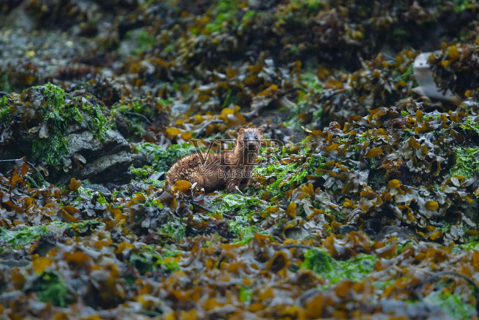 加拿大温哥华岛，海藻覆盖的岩石间的美洲水貂（Neogale vison）照片摄影图片