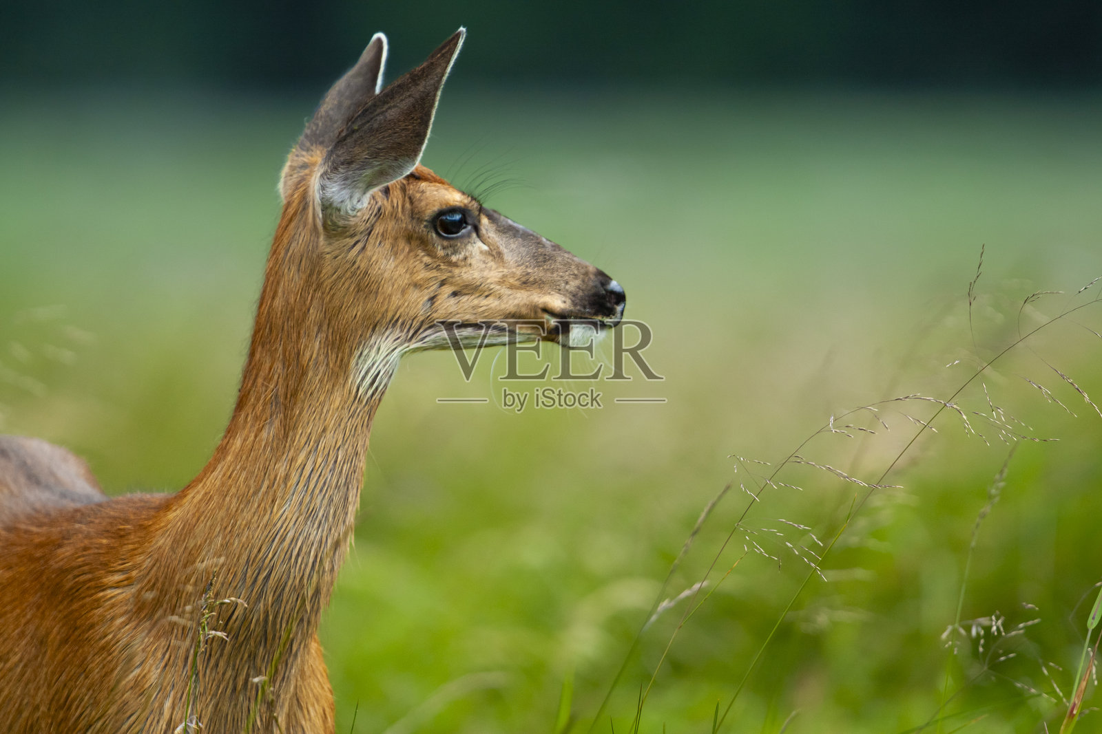 黑尾鹿（Odocoileus hemionus），加拿大骑士湾肖像照片摄影图片
