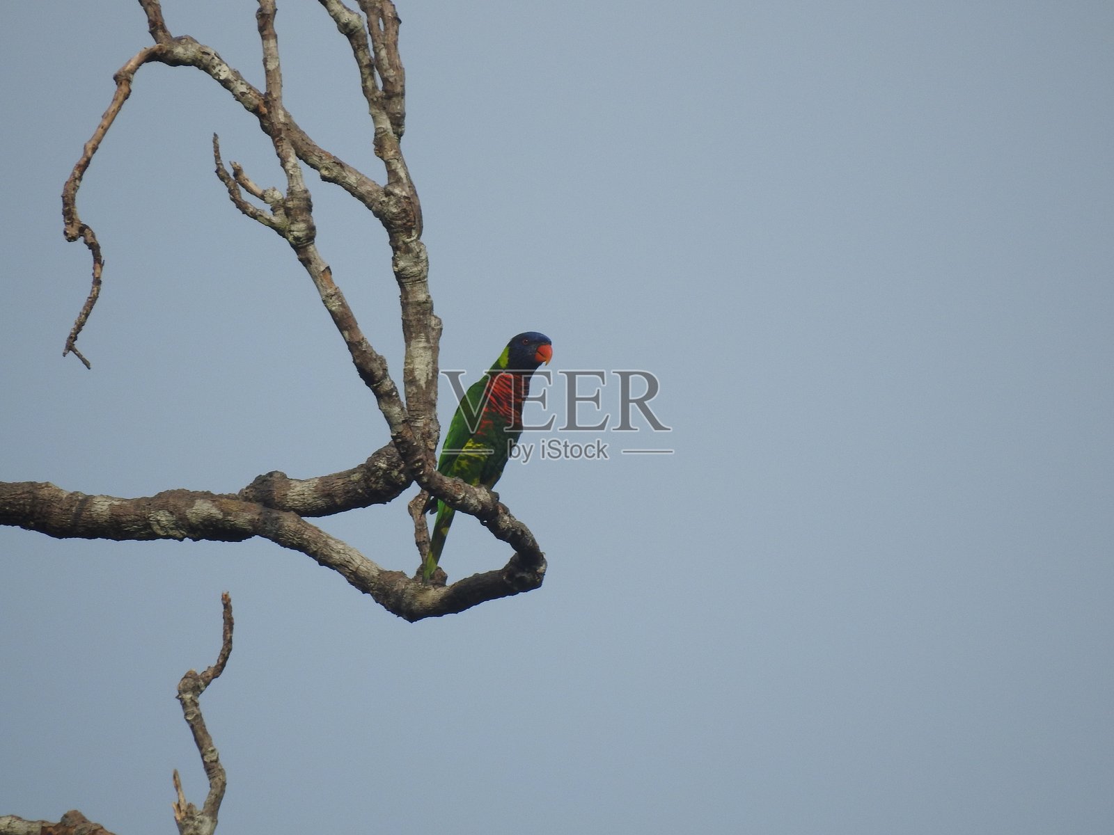 蓝顶鹦鹉照片摄影图片