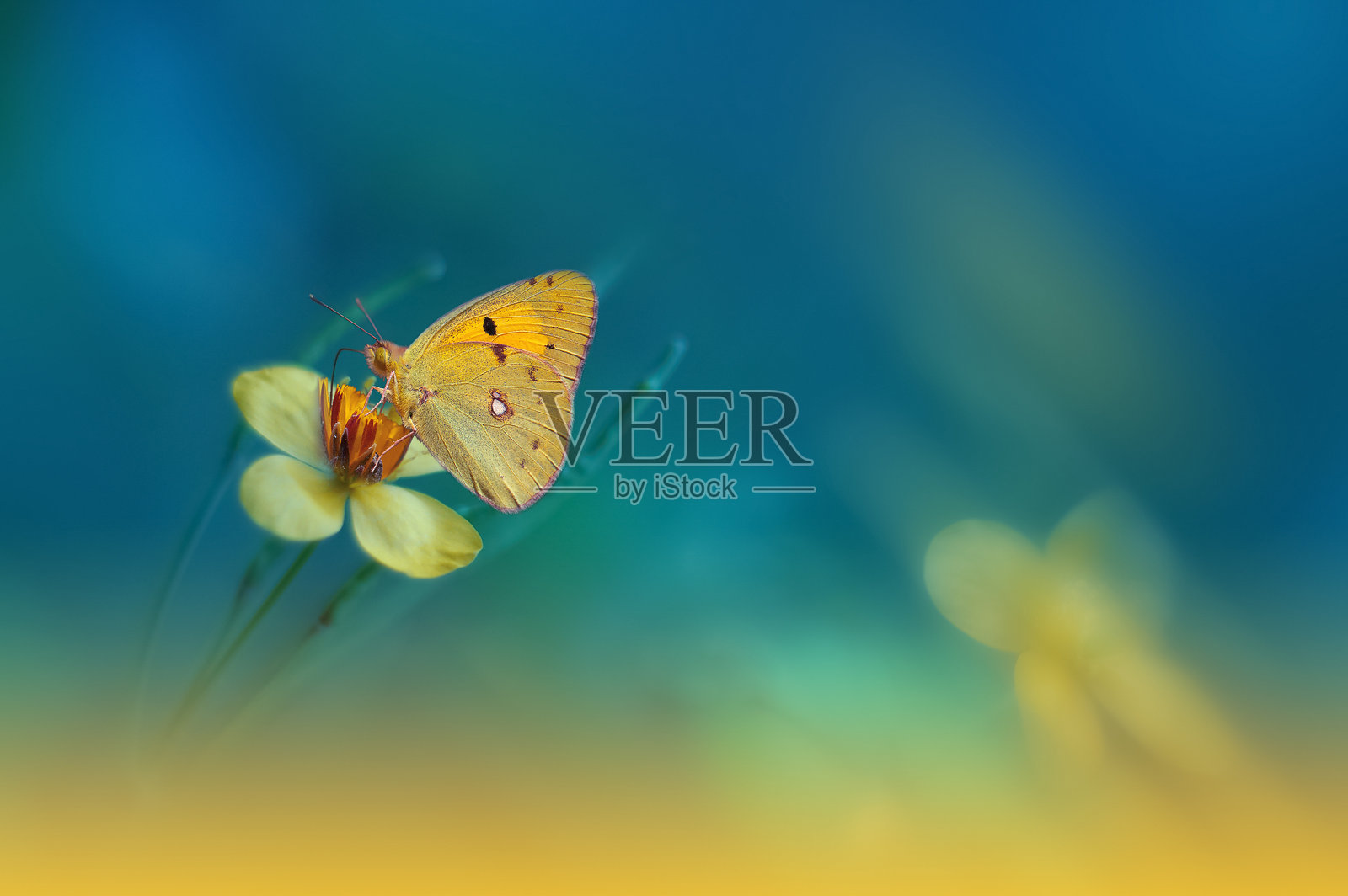 美丽的绿色自然背景。花艺设计。微距摄影。抽象粉彩风景。复制空间。蝴蝶与田野。夏日蝴蝶在黄花上。创意艺术壁纸。宁静的场景。农业草甸。绿色。照片摄影图片