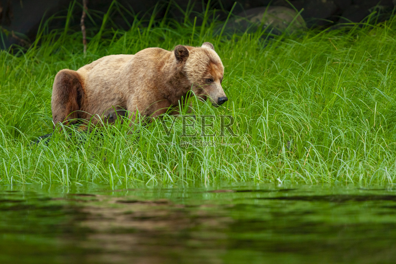 棕熊（Ursus arctos）或灰熊在加拿大奈特因莱特河口吃草照片摄影图片
