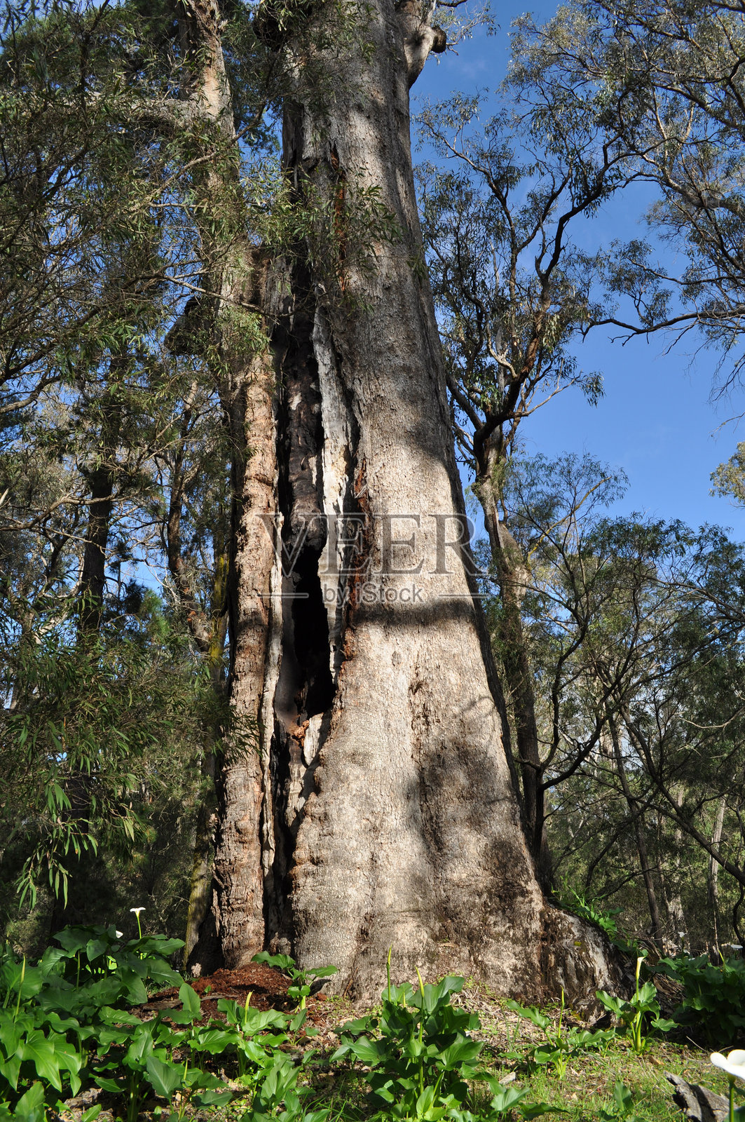 图阿尔特树，尖头桉，图阿尔特森林国家公园，西澳大利亚州，澳大利亚照片摄影图片