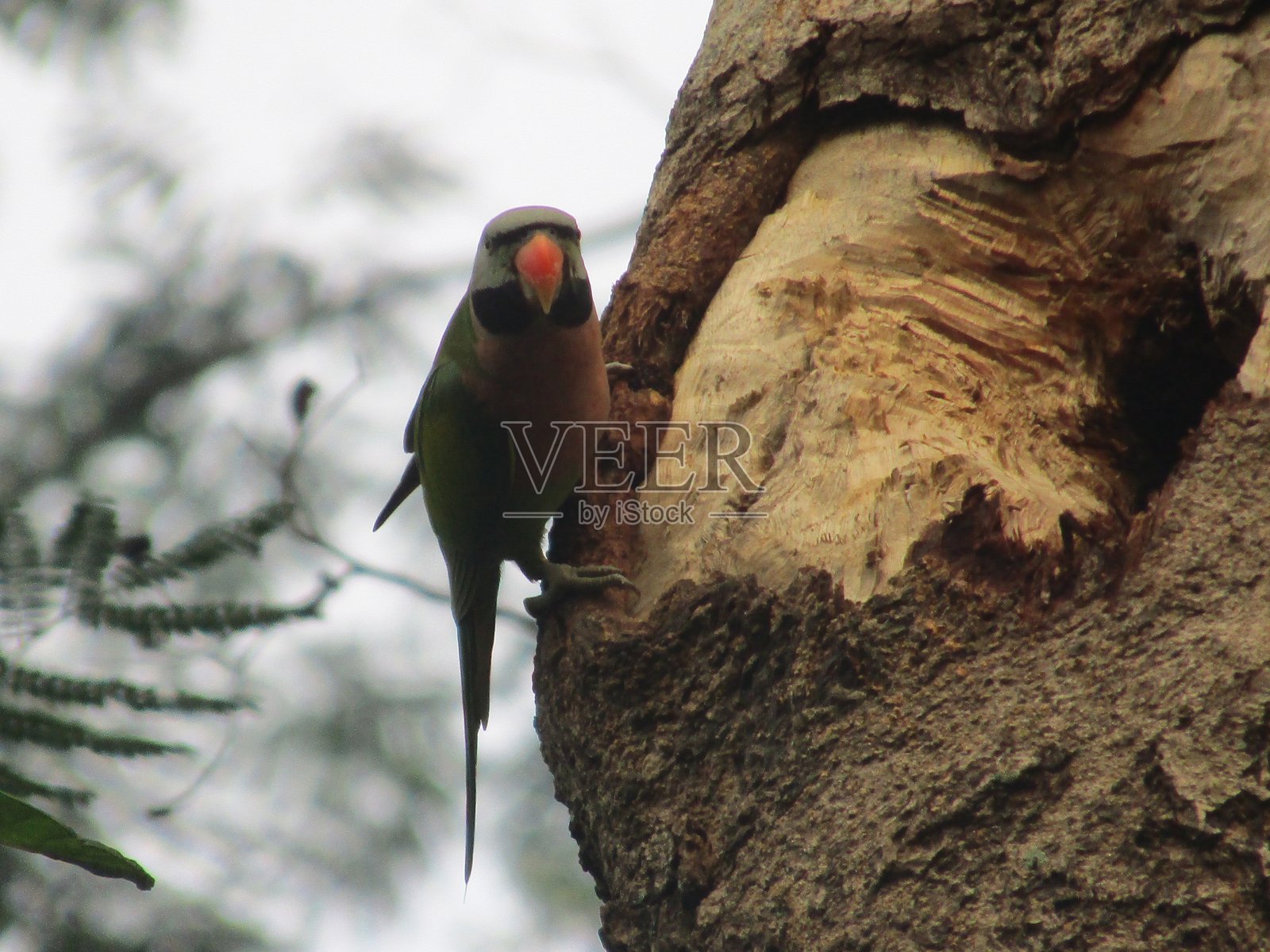 红胸鹦鹉照片摄影图片