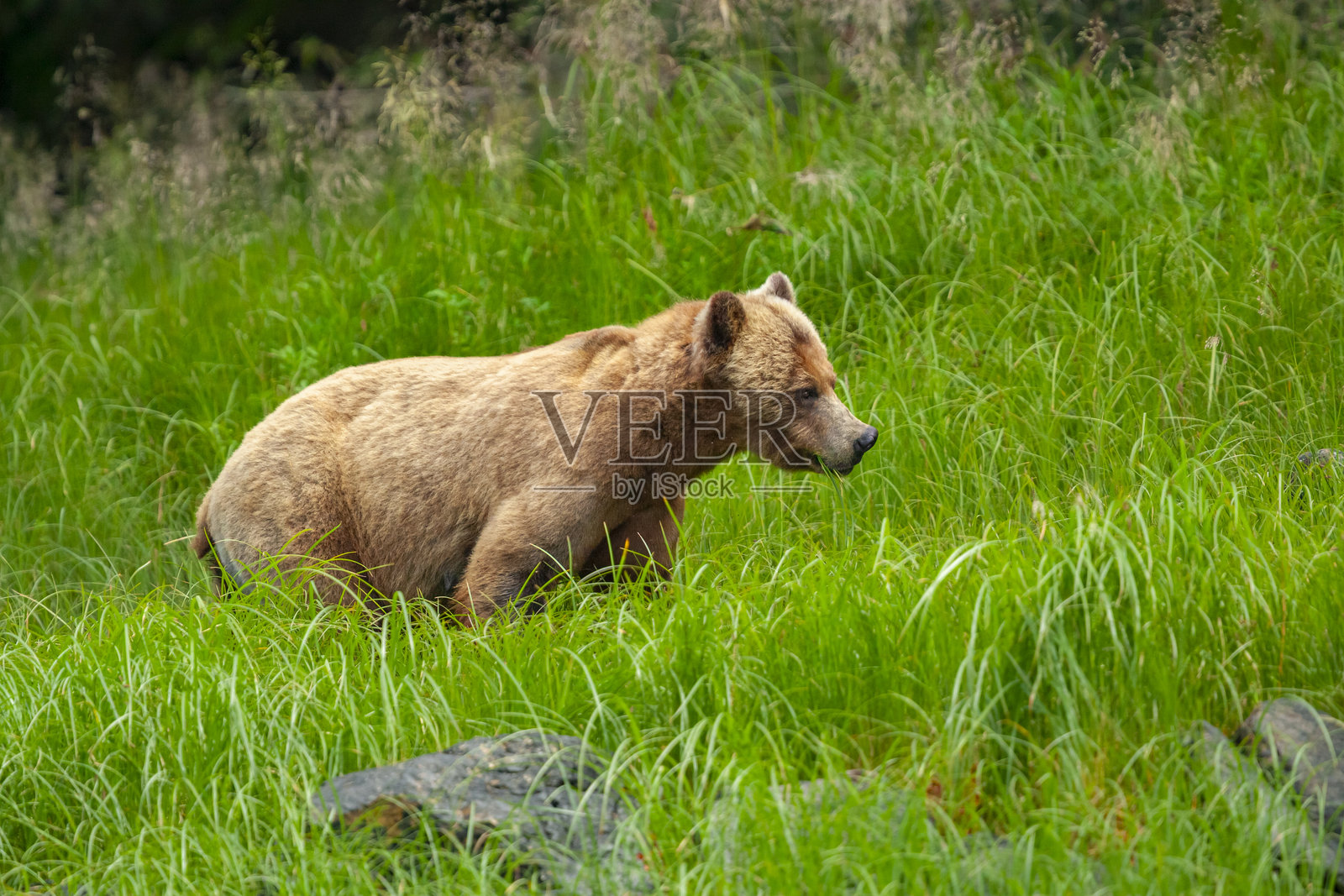棕熊（Ursus arctos）或灰熊在加拿大骑士湾吃草照片摄影图片