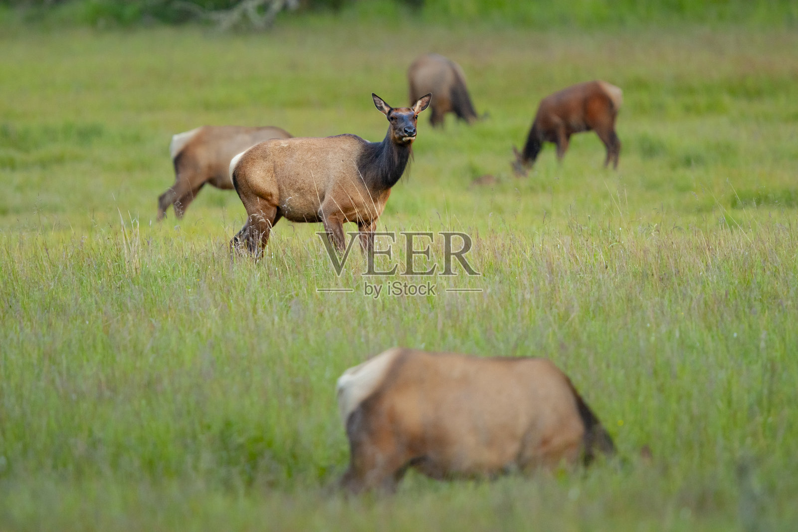 一群罗斯福麋鹿（Cervus canadensis roosevelti）在加拿大温哥华岛的草地上觅食照片摄影图片