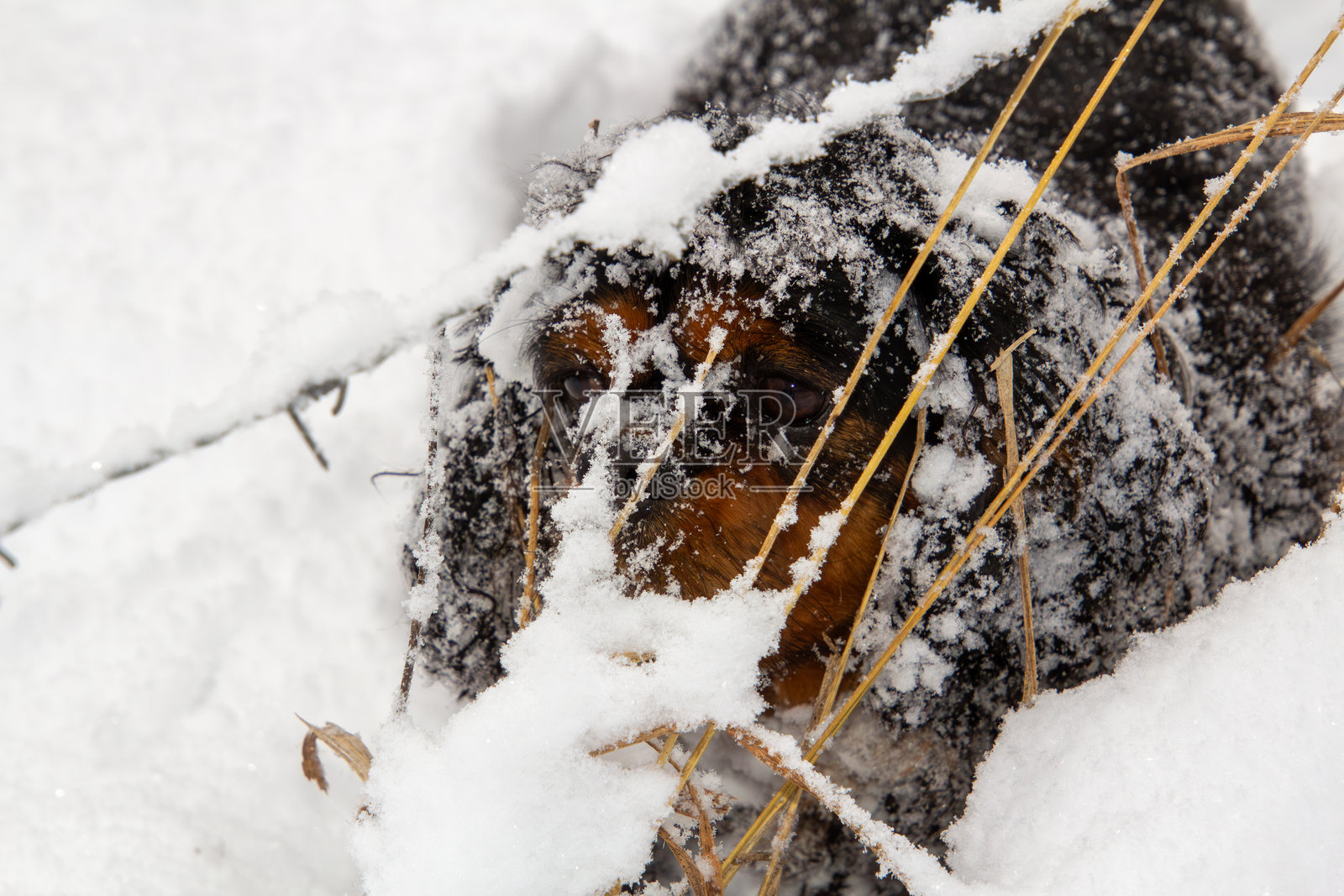 一只覆盖着雪的国王查理斯王小猎犬照片摄影图片