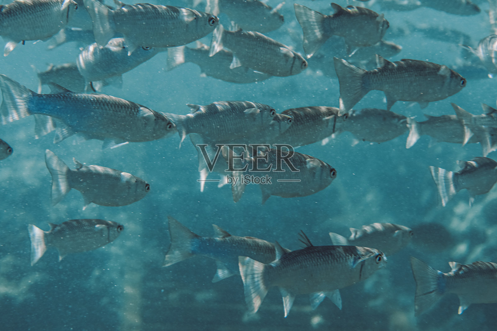 成群的鲻鱼在蓝色海岸水中游动照片摄影图片