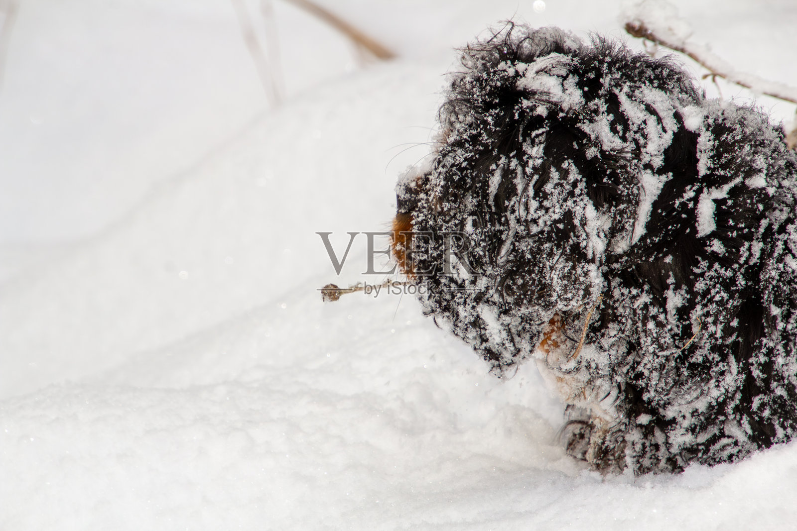 一只雄性查尔斯王猎犬在雪地里玩耍照片摄影图片