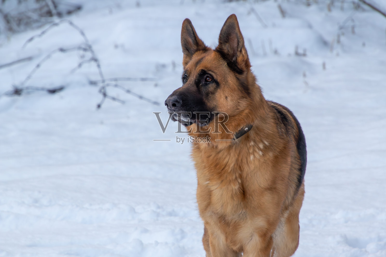 雪山上的德国牧羊犬照片摄影图片