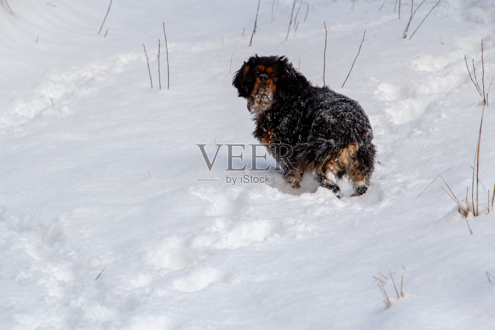 一只覆盖着雪的查理王小猎犬照片摄影图片
