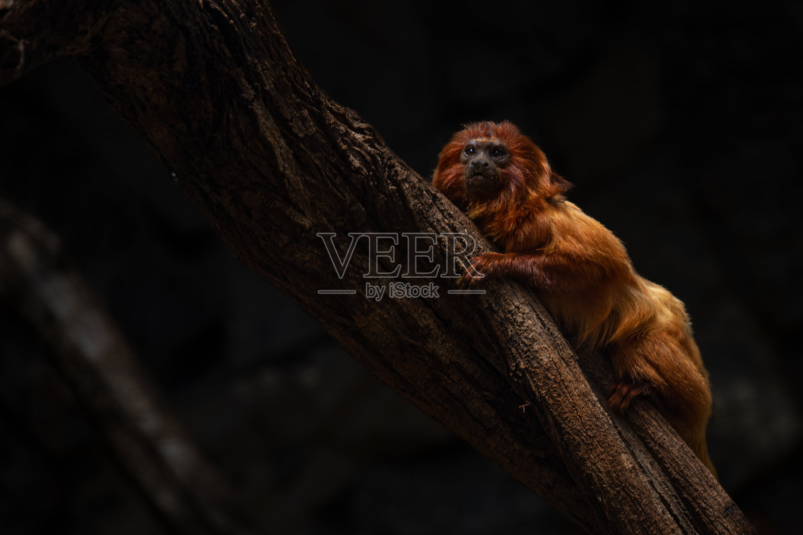 深色背景上的金狮面狨照片摄影图片