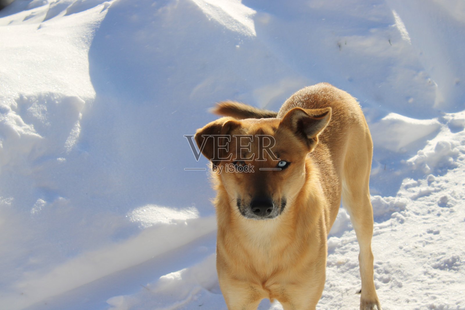 冬日雪景中，一只狗在雪地里行走，阳光照在它的皮毛和雪地上。照片摄影图片