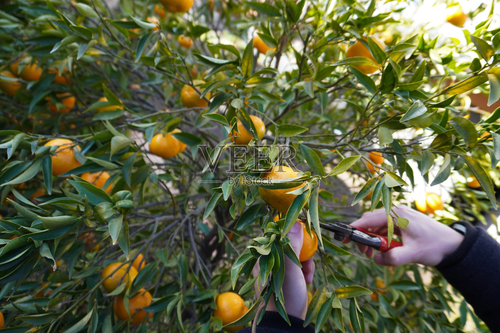 特写：男人的手正在树上采摘橘子。鲜艳的橘子象征着西西里岛、意大利以及其他橘子种植区的冬季柑橘收获。正在进行水果采摘工作。照片摄影图片