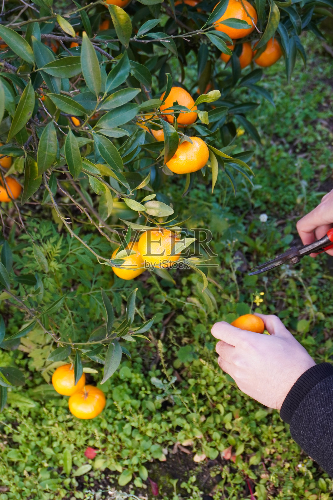 特写镜头，男性双手正在树上采摘橘子。鲜艳的橘子象征着西西里岛、意大利以及其他橘子种植区的冬季柑橘收获。正在进行水果采摘工作。照片摄影图片