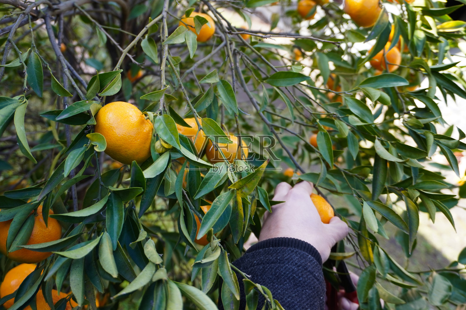 特写镜头：男性双手正在树上采摘橘子。鲜艳的橘子象征着西西里岛、意大利及其他橘子种植区的冬季柑橘收获。正在进行水果采摘工作。照片摄影图片