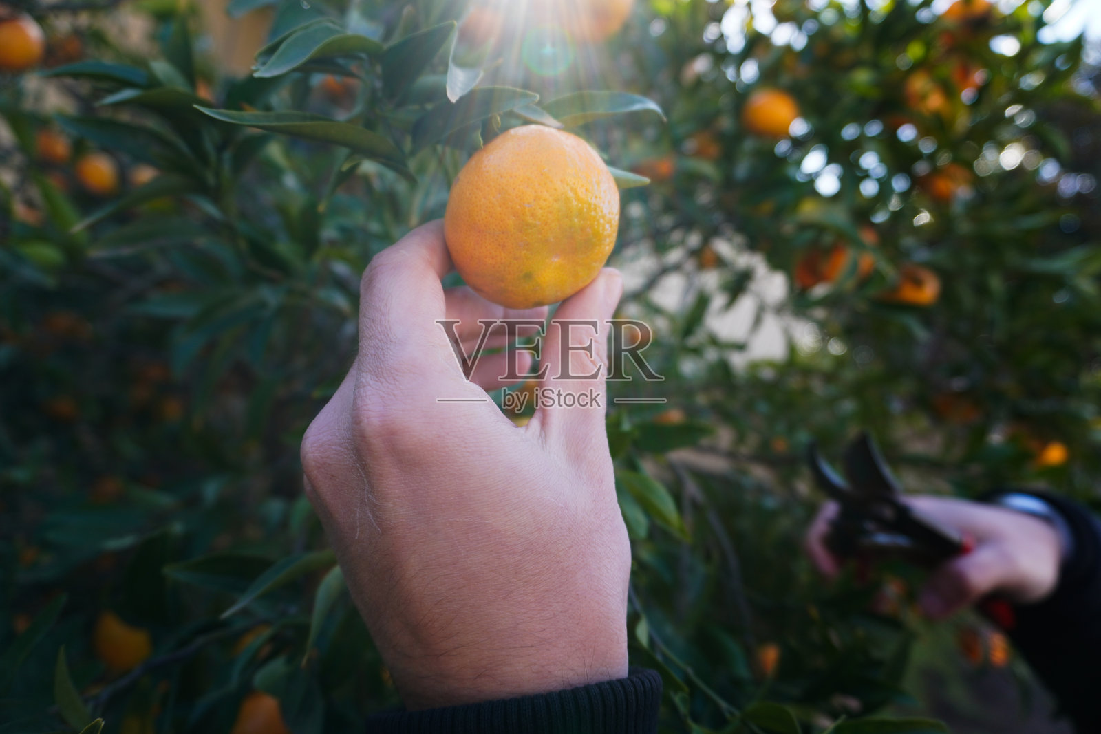 特写镜头：男人的手正在从树上采摘橘子。鲜艳的橘子象征着西西里岛、意大利及其他橘子种植区的冬季柑橘收获。正在进行水果采摘工作。照片摄影图片
