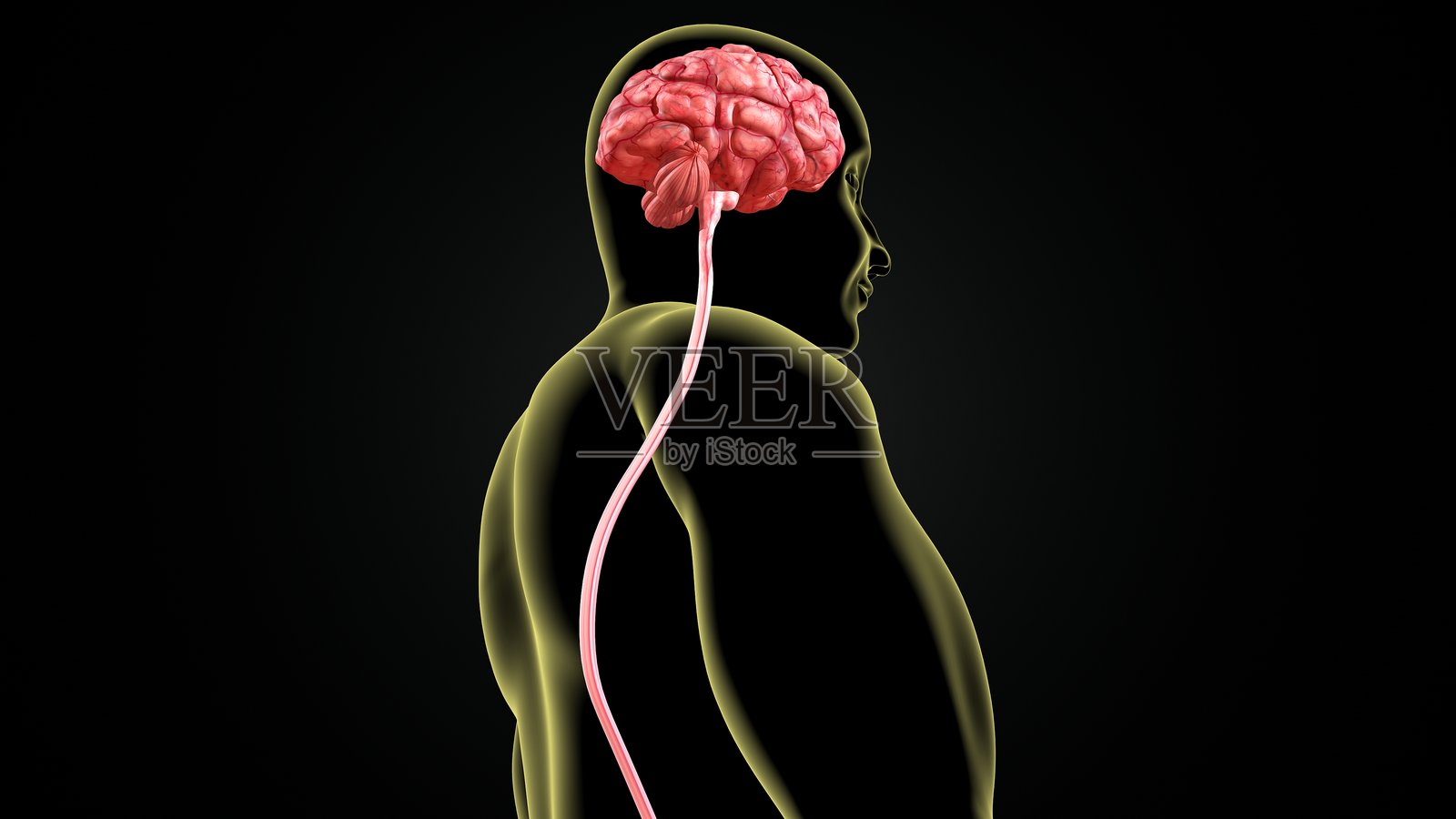 男性大脑解剖图。三维渲染照片摄影图片