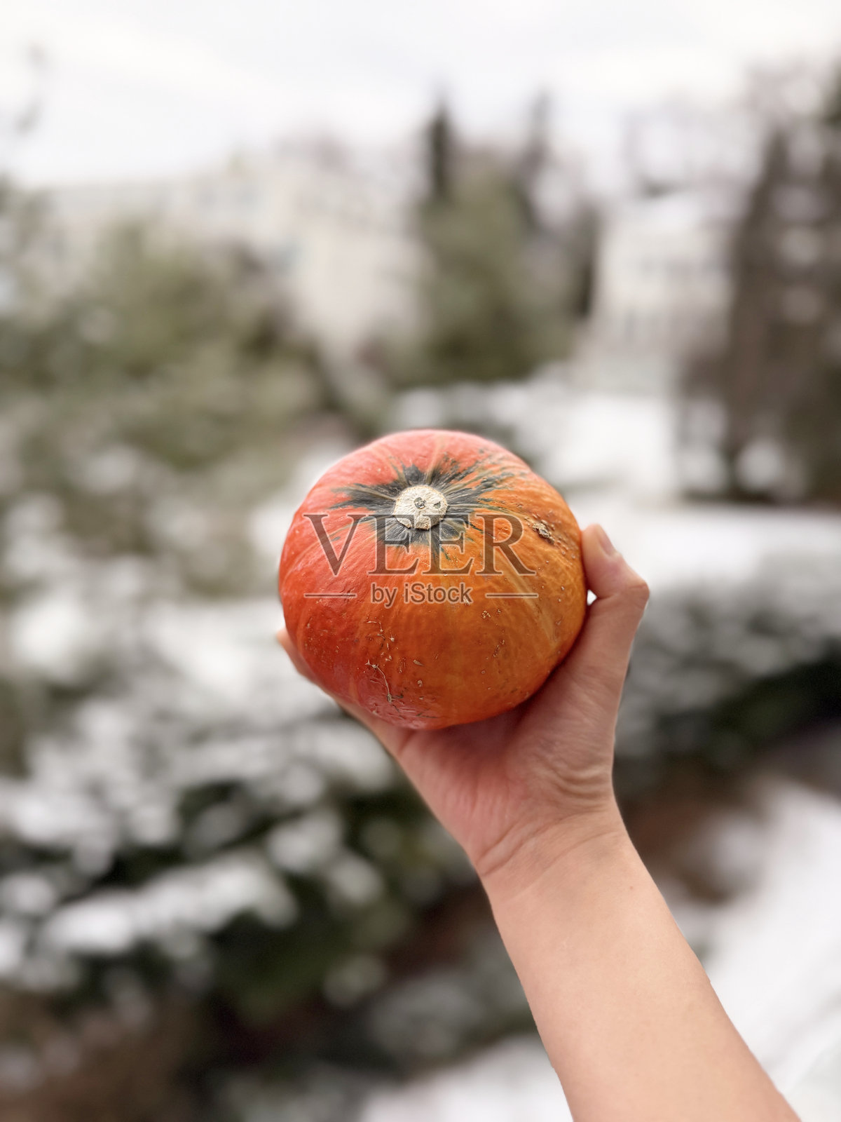 一只女人的手拿着一个南瓜。照片摄影图片