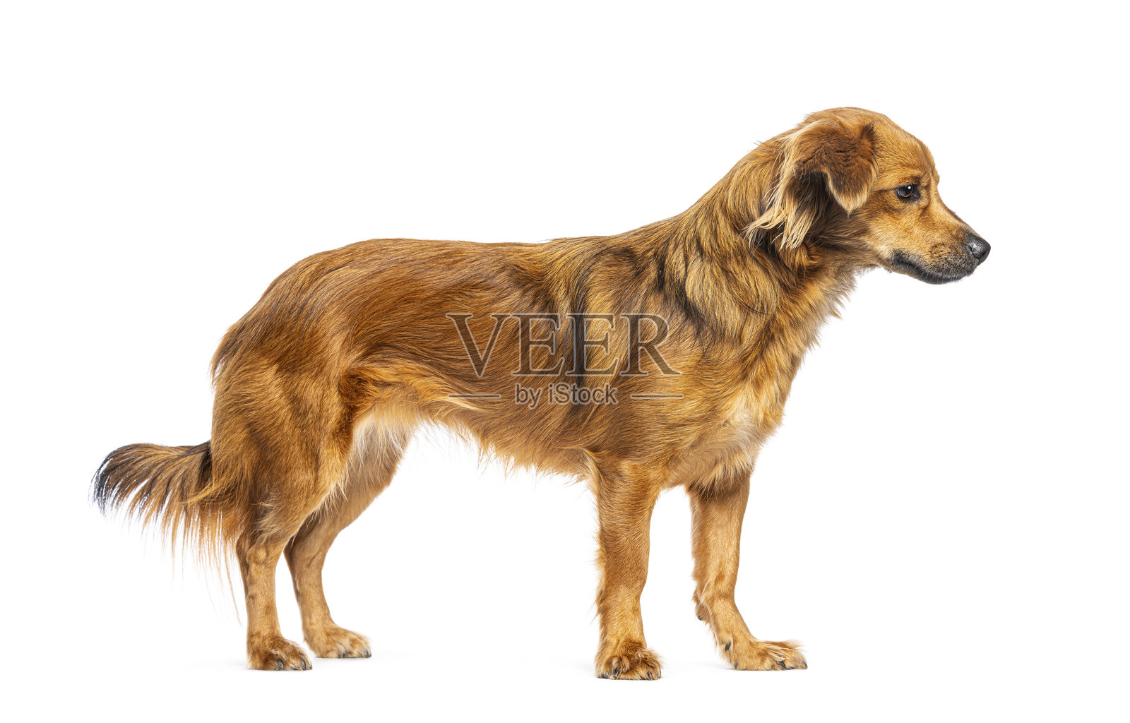 棕色混种狗站立在白色背景上照片摄影图片