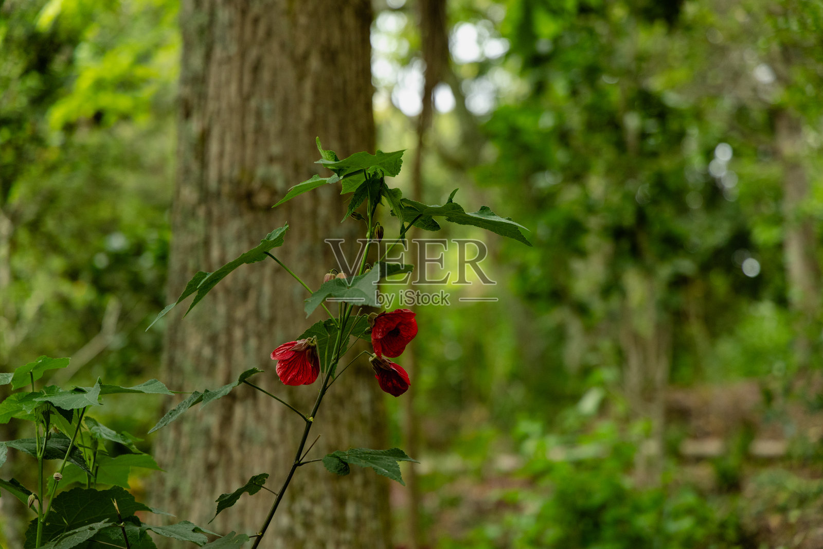 森林树干旁的红色野花盛开照片摄影图片