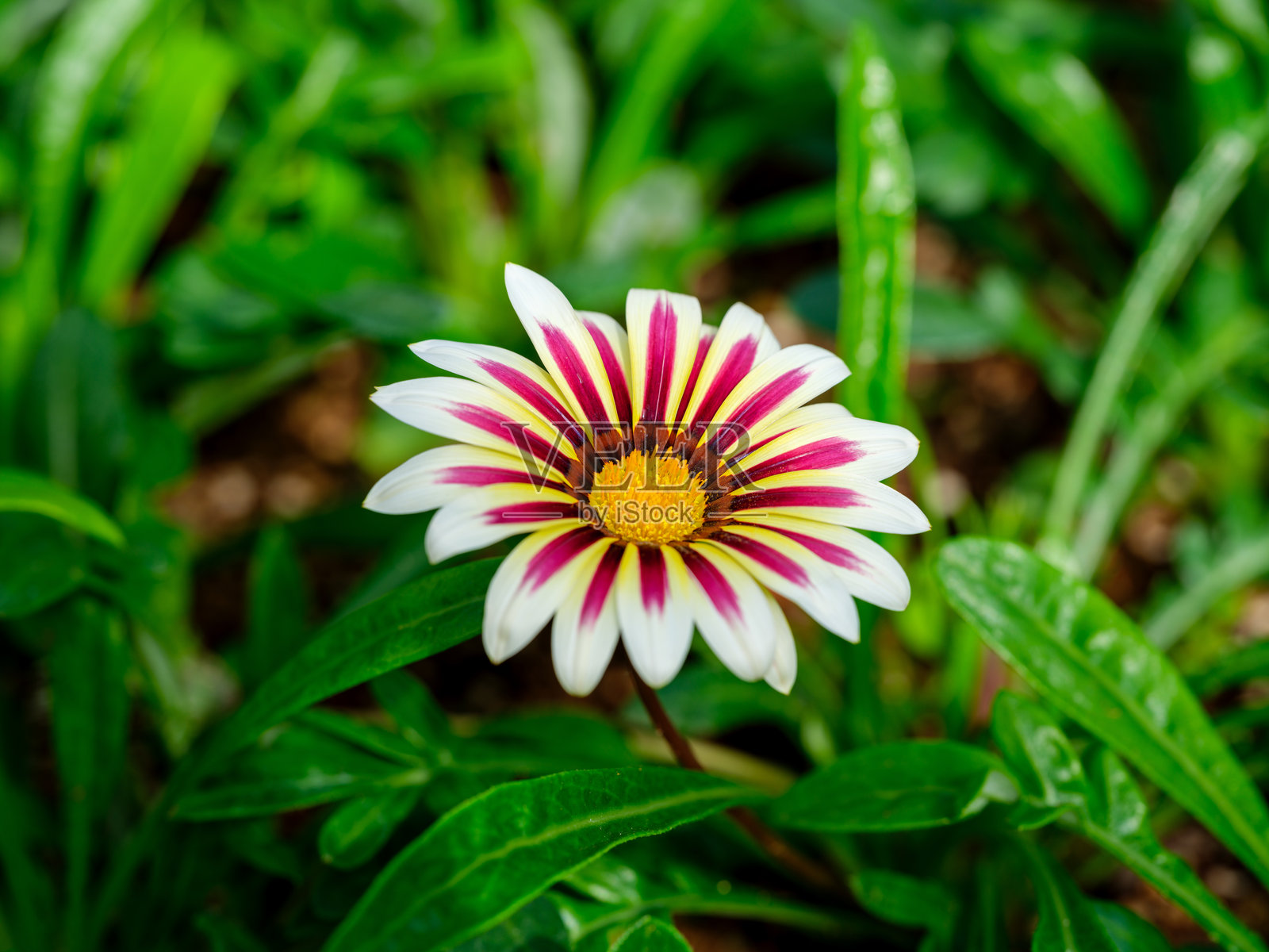 近距离拍摄的白色非洲雏菊（Gazania rigens）照片照片摄影图片
