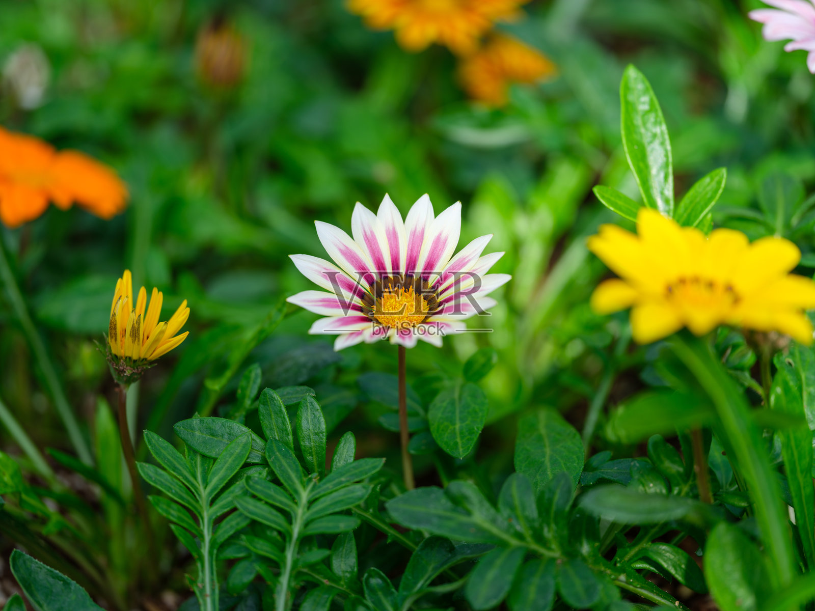 白色非洲雏菊（Gazania rigens）的特写照片照片摄影图片