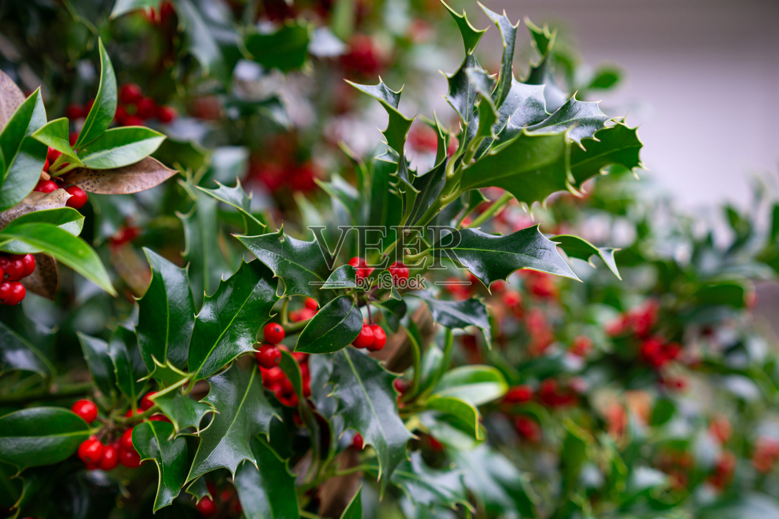 特写镜头下，带有红色浆果和绿色叶子的冬青灌木。照片摄影图片